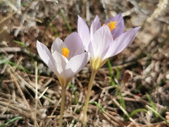 Crocus cancellatus