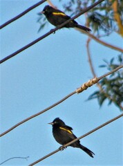 Cacicus chrysopterus