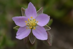 Spergularia rupicola
