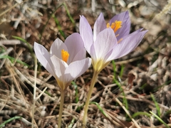 Crocus cancellatus