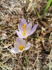 Crocus cancellatus