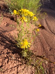 Senecio flaccidus flaccidus