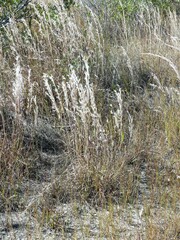 Schizachyrium littorale