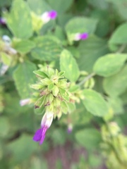 Angiospermae