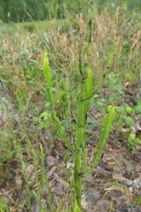 Baccharis trimera