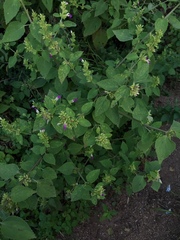 Angiospermae