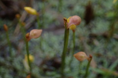 Utricularia bifida