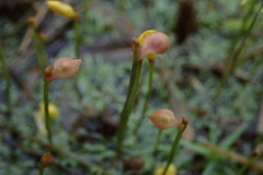 Utricularia bifida