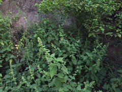 Angiospermae