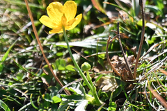 Ranunculus montanus