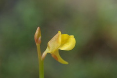 Utricularia bifida