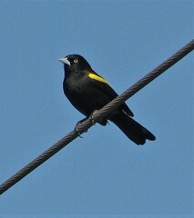 Cacicus chrysopterus