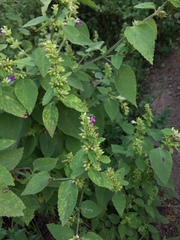 Angiospermae