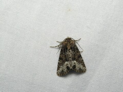 Oligia strigilis