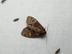 Phosphila turbulenta