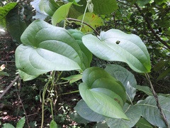 Smilax