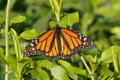 Danaus plexippus plexippus