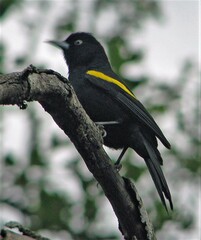 Cacicus chrysopterus