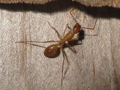 Camponotus festinatus