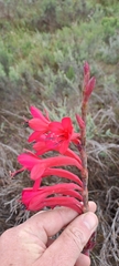 Watsonia