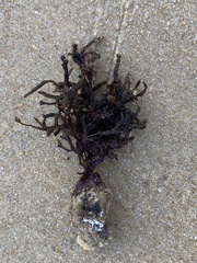 Cladostephus spongiosus