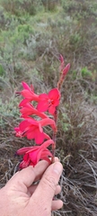 Watsonia