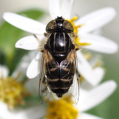 Eristalinus tarsalis