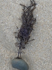 Cladostephus spongiosus