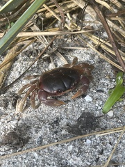 Gecarcinus lateralis