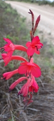 Watsonia