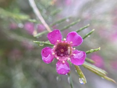 Chamelaucium uncinatum