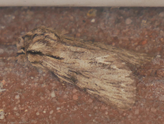 Asteroscopus sphinx