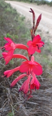 Watsonia
