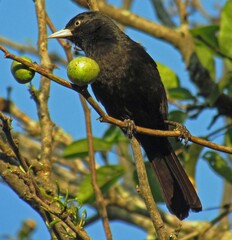 Cacicus chrysopterus
