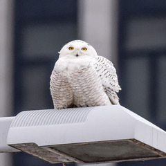 Bubo scandiacus