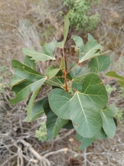 Brachychiton populneus
