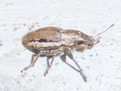 Naupactus peregrinus