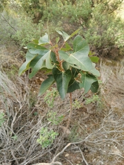 Brachychiton populneus