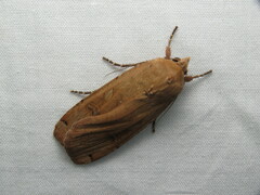 Noctua pronuba