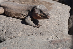 Gallotia stehlini