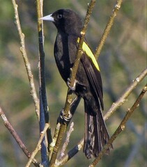 Cacicus chrysopterus
