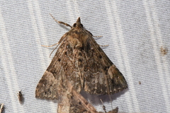 Hypena palparia
