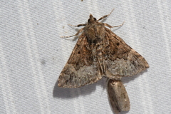 Hypena palparia