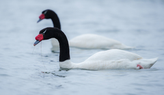 Cygnus melancoryphus