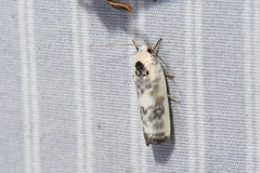 Antaeotricha