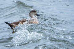 Lophonetta specularioides