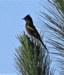 Cacicus chrysopterus