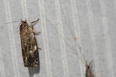 Choristoneura fumiferana