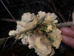 Yarrumia colensoi