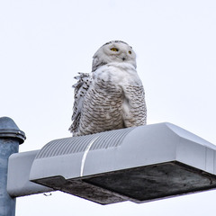 Bubo scandiacus